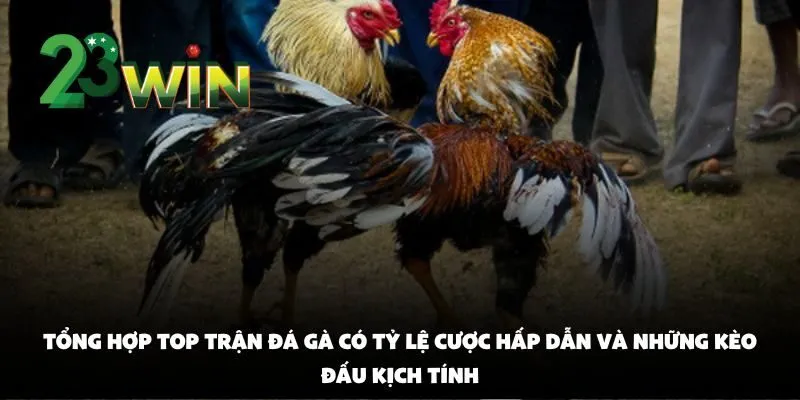 Top Trận Đá Gà Cựa Sắt Kịch Tính Được Yêu Thích Nhất Tại 23win